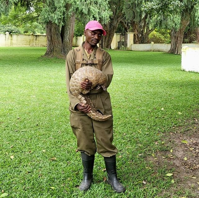 멸종위기종인 천산갑(pangolin) 짐바브웨 야생동물 보호소