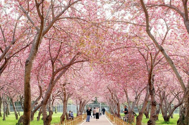 진해 웅동벚꽃단지