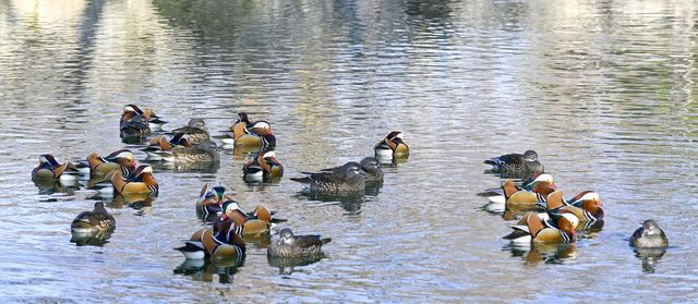 광한루원의 원앙들