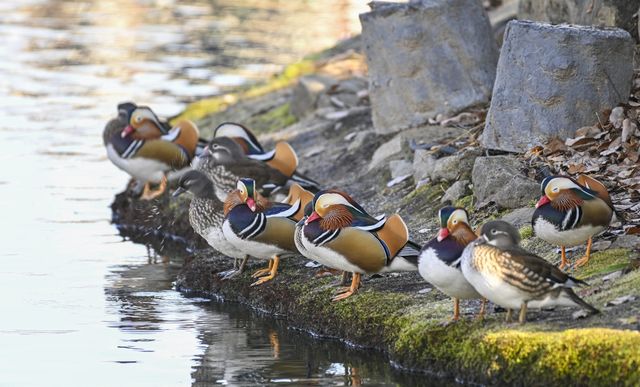 광한루원의 원앙들