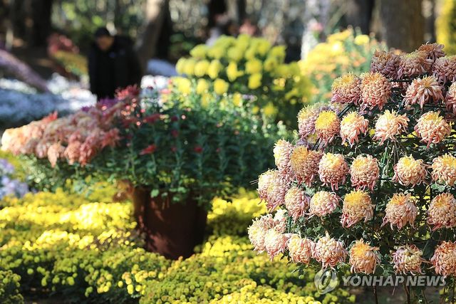 국화와 함께하는 제주의 겨울