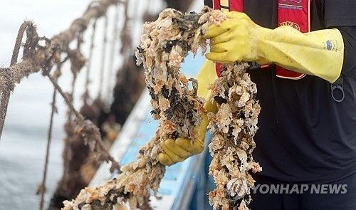 지난해 고수온에 녹아내린 멍게