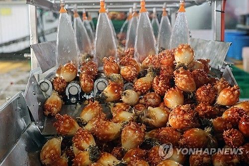 '바다의 꽃' 멍게