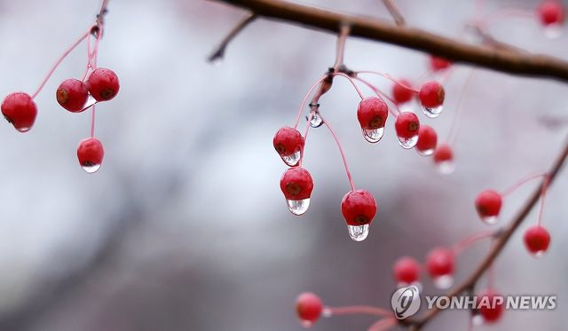 빗방울 머금은 팥배나무 열매