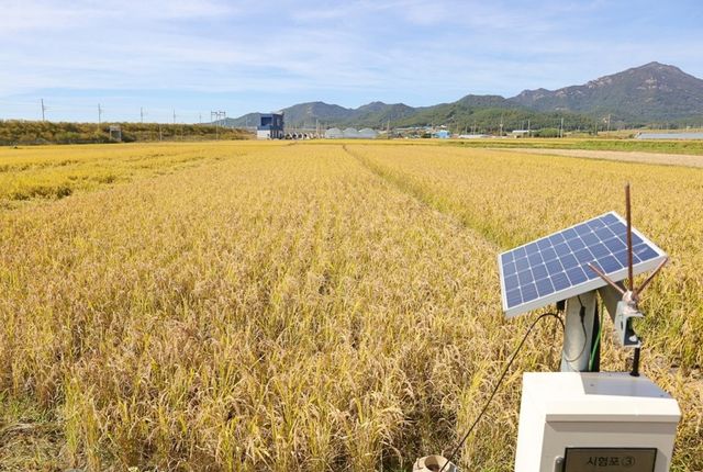 저탄소 쌀 수확