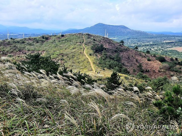제주 따라비 오름에서 본 오름 군락지