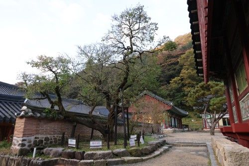 백양사 고불매[사진/백승렬 기자]