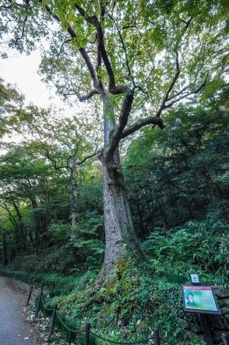 한국에서 가장 오래된 갈참나무[사진/백승렬 기자]