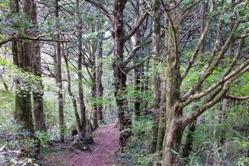 백양사 비자림[사진/백승렬 기자]