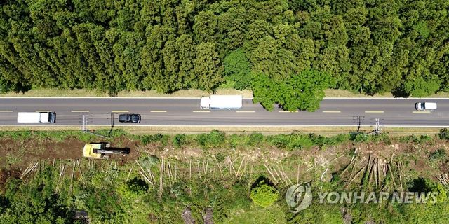 제주 비자림로 확장공사
