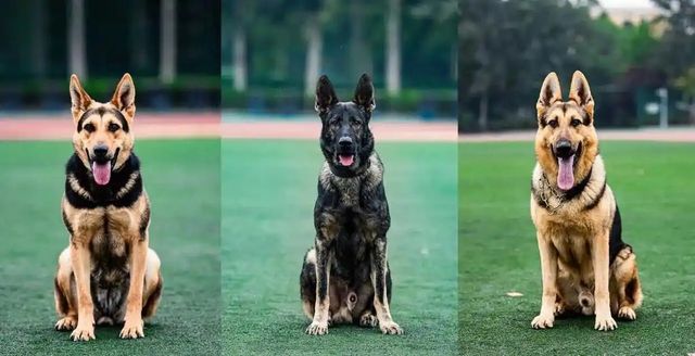 중국 경찰견 '쿤밍견'