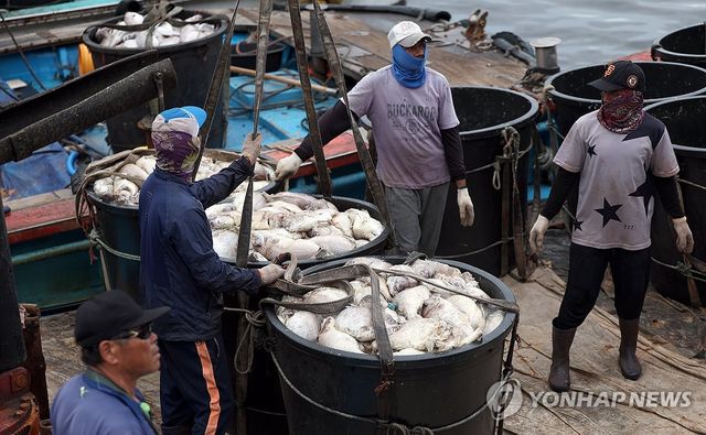 적조에 폐사한 참돔