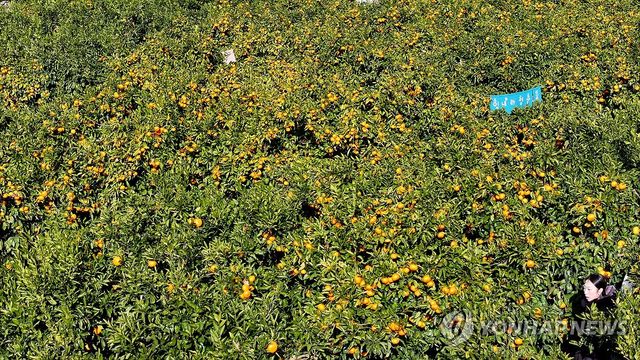 제주는 감귤의 계절