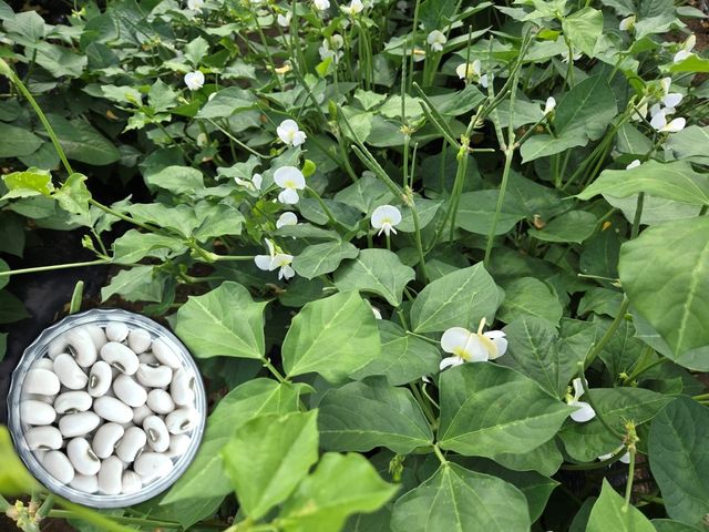 흰색 동부 '미당'