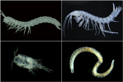 혼합대에 서식하는 담수생물. 왼쪽 상단부터 시계방향으로 옛새우류, 동굴옆새우류, 요각류, 빈모류. [국립낙동강생물자원관 제공. 재판매 및 DB 금지]