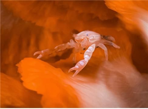 미기록종 게붙이류