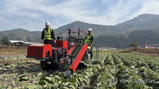 가을배추 기계 수확