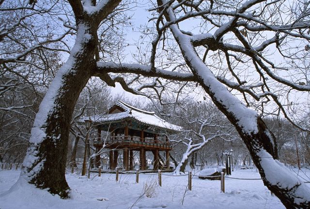 함양 상림공원 일대 설경