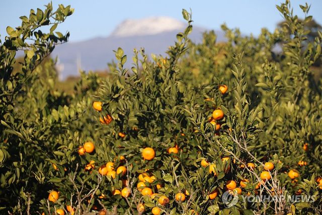 제주 감귤과 눈 쌓인 한라산