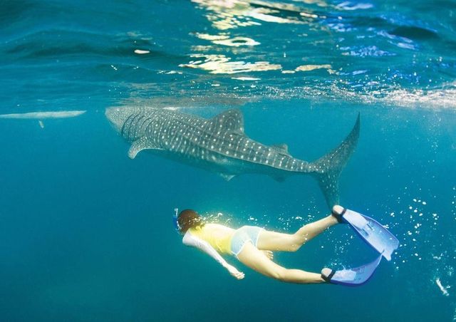 세부 고래상어 투어