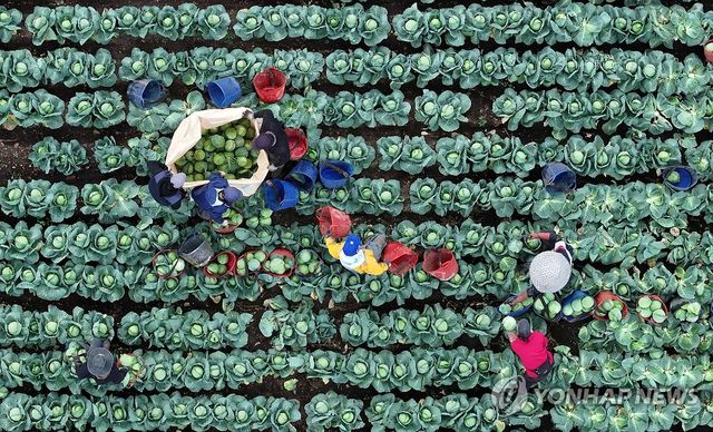 제주는 양배추 수확의 계절