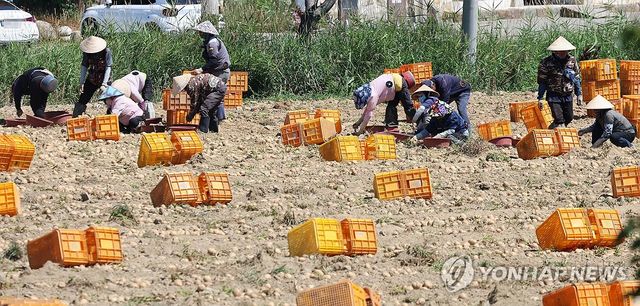 베트남 전통모자 쓰고 감자 캐는 외국인 근로자들