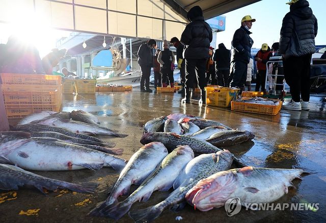 강릉 주문진항의 대구