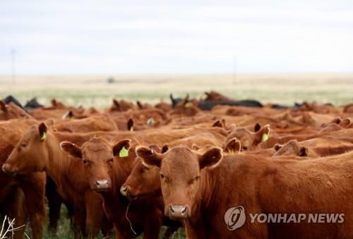 미국 뉴멕시코주 한 목장에 방목된 소들