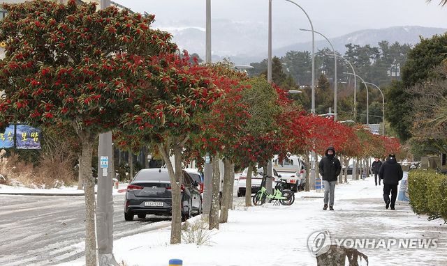 제주시 도남동 먼나무 가로수길의 겨울 정취