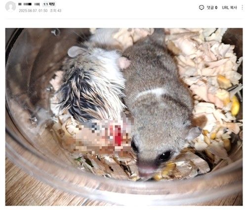 강제 합사로 상처 입은 소동물들