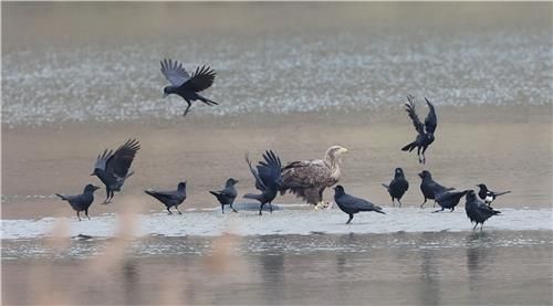 먹이 사냥에 성공한 흰꼬리수리 주변으로 날아드는 까마귀와 까치들