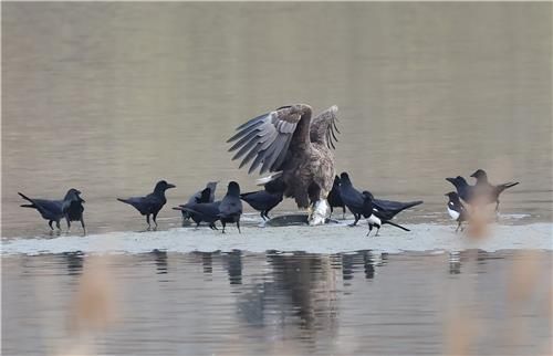 물고기를 빼앗으려 모여든 까마귀와 까치들