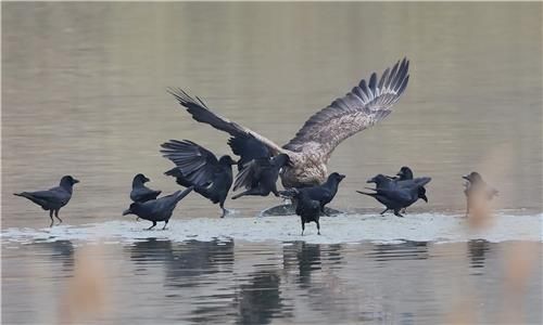 먹이를 빼앗고자 흰꼬리수리 공격하는 까마귀들