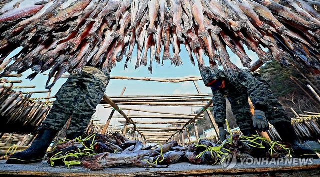 한파에 덕걸이 작업 한창인 인제 황태덕장