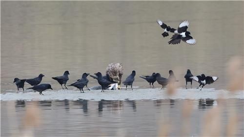 흰꼬리수리를 둘러싼 까마귀와 까치가 총 16마리다