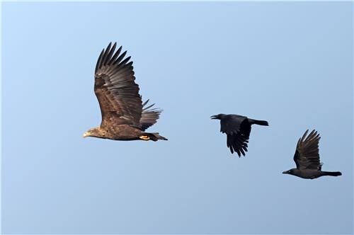 먹이터로 돌아가는 흰꼬리수리를 쫓는 까마귀