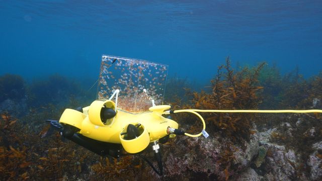 수중 드론으로 대문어 유생 방류