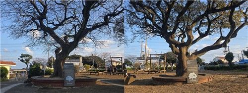 제주도교육청 '2025년 아름다운 나무'로 지정된 표선초 운동장 인근 팽나무 2그루