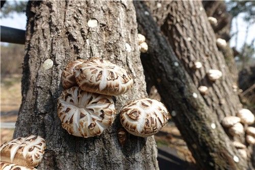 표고버섯 생산 현장