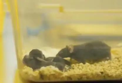 우주선 탑승 후 지구로 귀환한 생쥐.