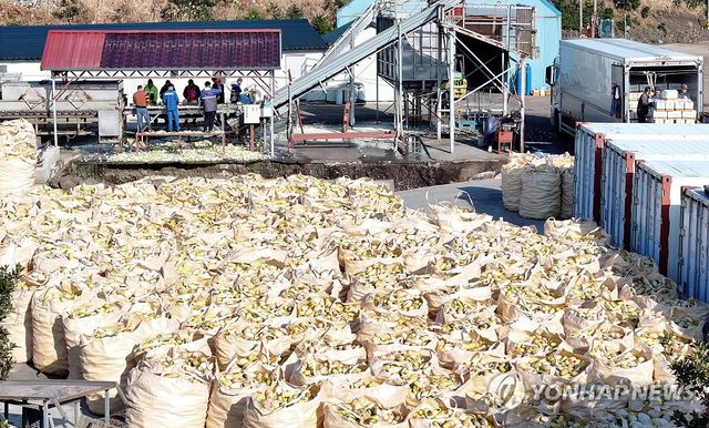 제주의 겨울은 무말랭이의 계절