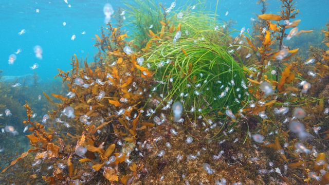 수중 드론으로 방류된 대문어 유생