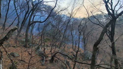 강릉 산불 현장