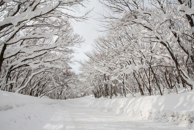눈 덮인 한라산 어리목 진입로