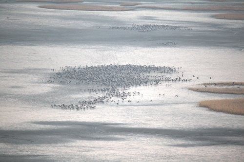순천만 흑두루미떼