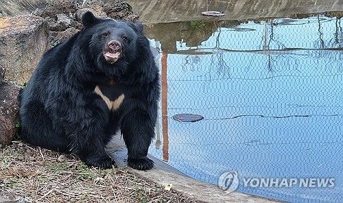 농가에서 사육되다가 제주 서귀포시 성산읍 수산리 제주자연생태공원 보호시설로 옮겨진 반달가슴곰. [연합뉴스 자료사진]