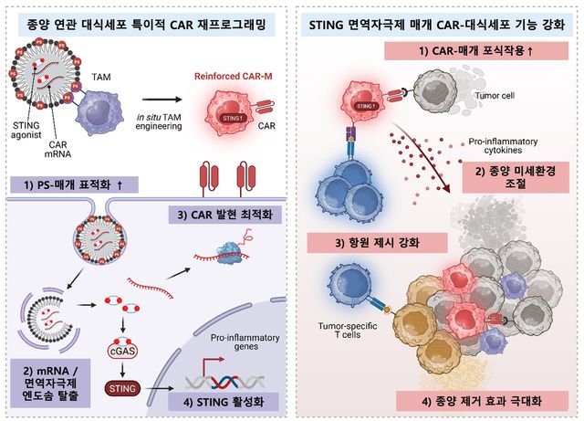 생체 내 CAR-대식세포 생성 및 암세포 사멸 전략 모식도