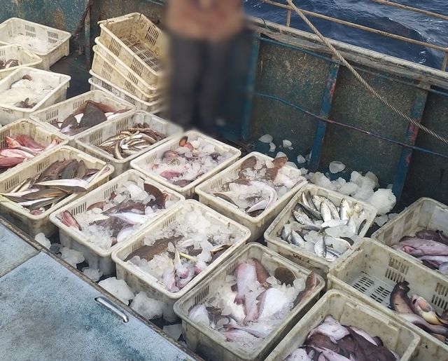 A어선이 포획한 물고기