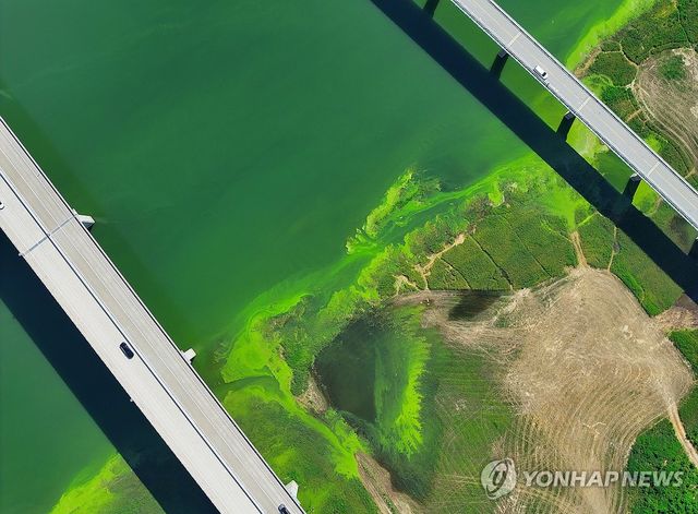 소양호 상류로 퍼지는 녹조