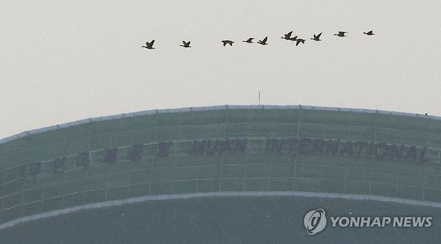 무안공항 인근 나는 새들